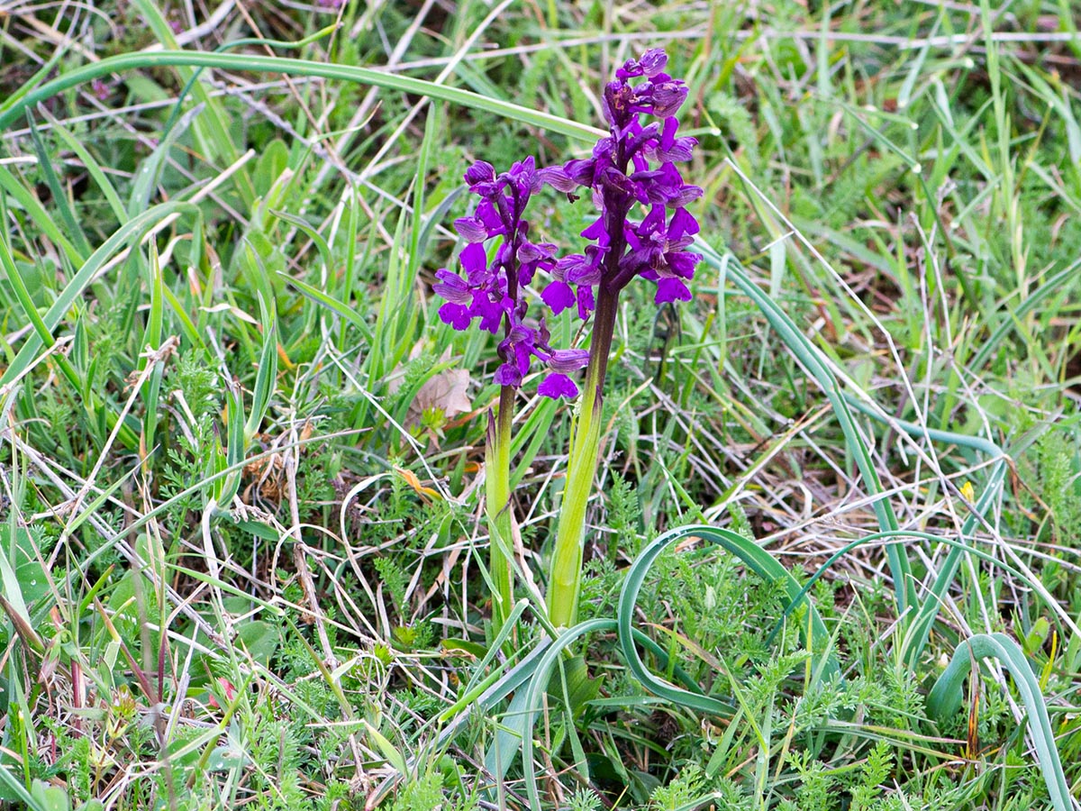 Habitus